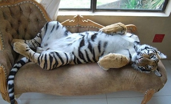 Misteri Arti Mimpi Harimau Lengkap Menurut Psikolog Dan Ahli Tafsir Mimpi -  Tabir Dakwah