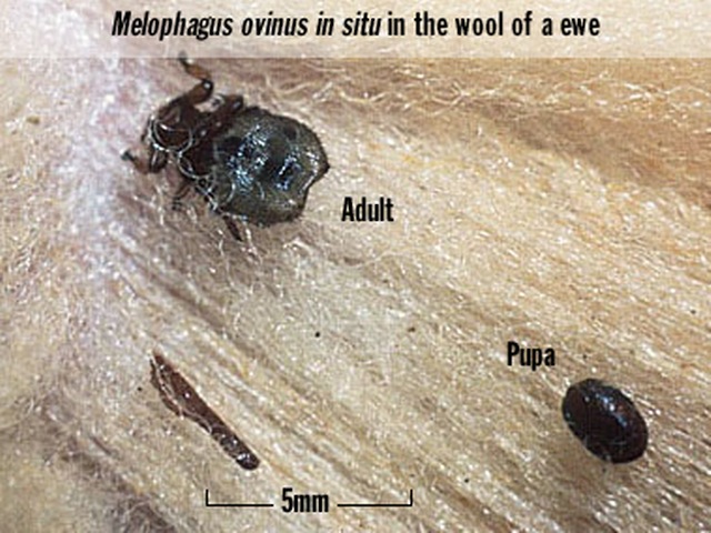 TRICHURISTRICHURIS