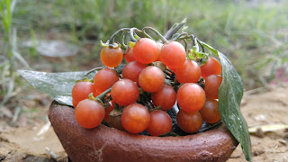 makoi plant makoy ark makoye juice makoy ka ped makoy benefits makoya makoy for kidney