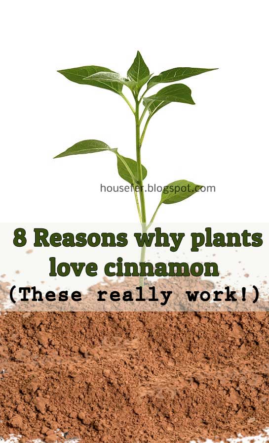 8 Reasons why plants love cinnamon (These really work!)