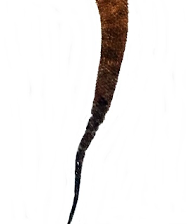 Bearded dragon tail rot