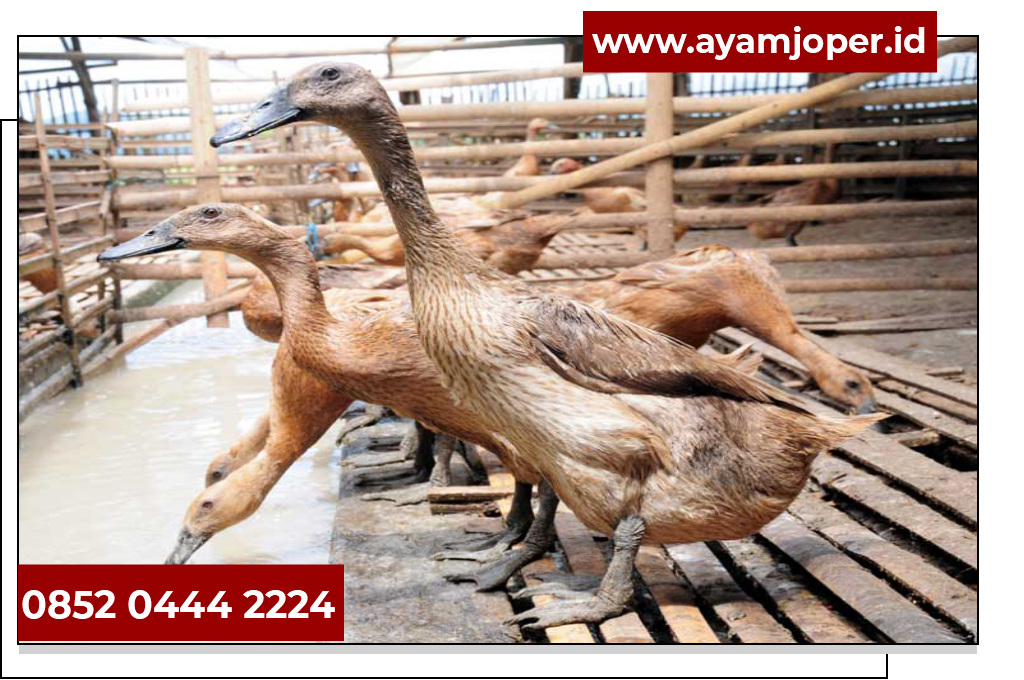 Harga Bebek 2019 Harga Bibit Bebek Per Ekor