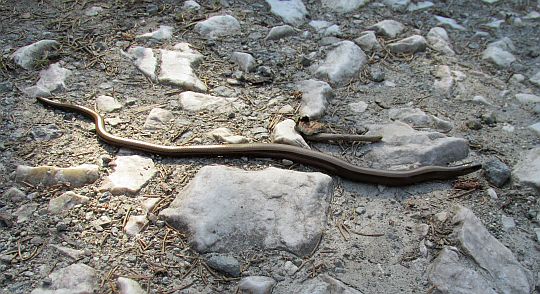 Padalec zwyczajny (Anguis fragilis). Padalec zwyczajny (Anguis fragilis).