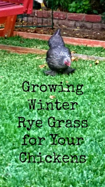 Sunny Simple Life: Growing Winter Rye Grass for Your Chickens