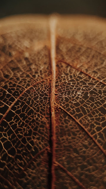 Wallpaper, Veins, Dry, Macro