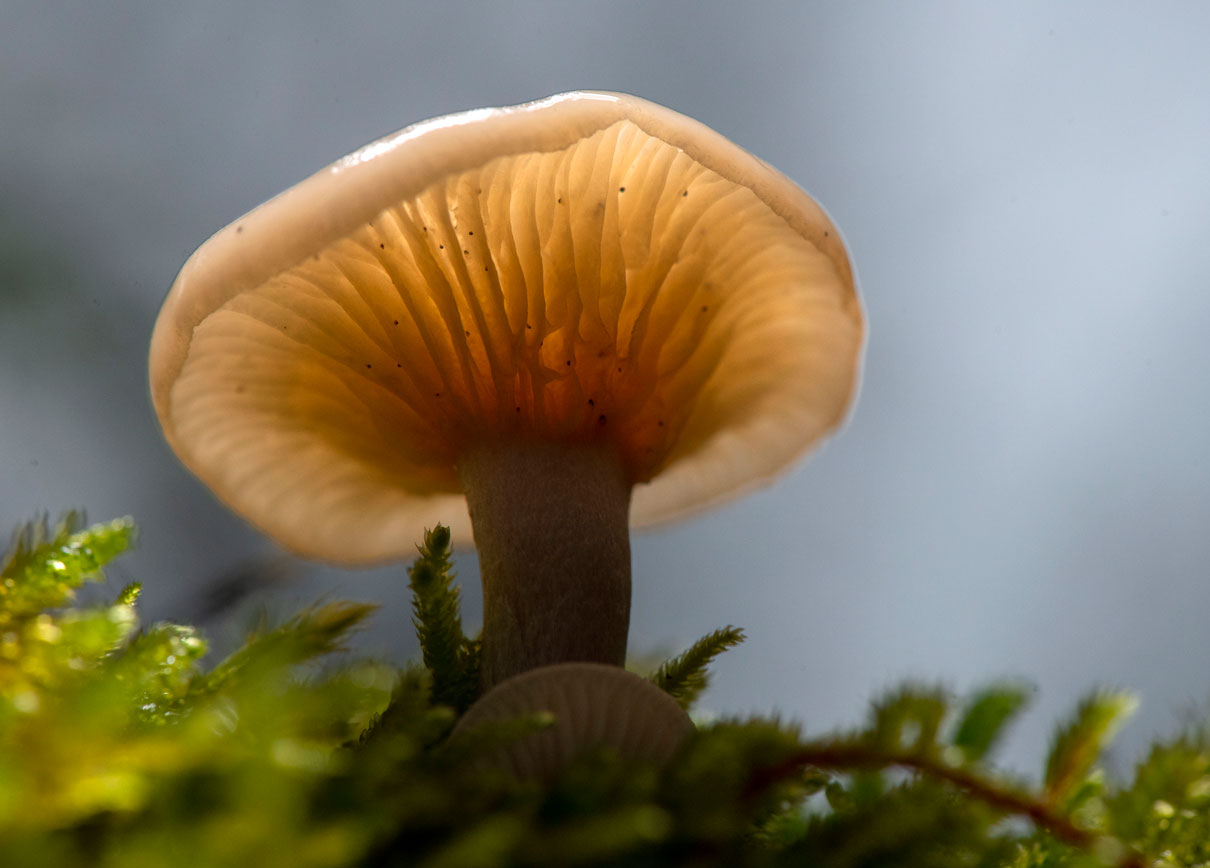 Robin Loznak Photography Mushroom season in Oregon