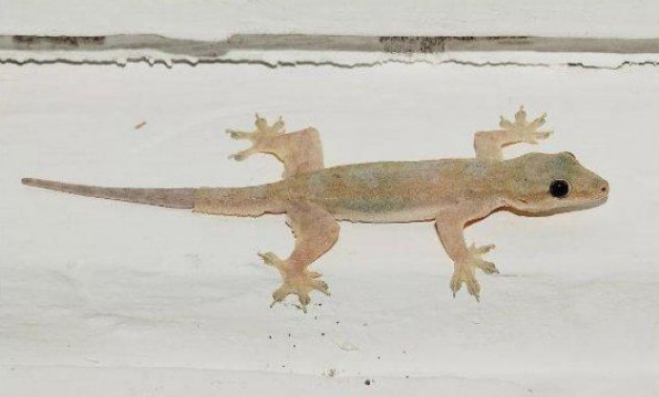 17+ Arti Mimpi Cicak Merayap Di Kaki