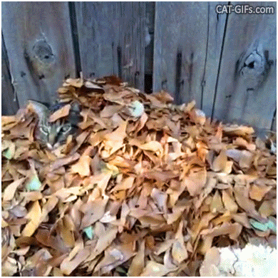 Funny Cat GIF • Cat hidden in a pile of fallen leaves. “My new House because I love Autumn.” Funny Cat GIF • Cat hidden in a pile of fallen leaves. “My new House because I love Autumn.”