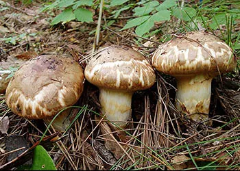 10 أنواع: تعرف على أنواع الفطر "المشروم" الغير سام الصالح للأكل (بالصور) Tricholma%2BMatsutake%2B-%2B%25D8%25B9%25D8%25A7%25D9%2584%25D9%2585%2B%25D8%25A7%25D9%2584%25D8%25B2%25D8%25B1%25D8%25A7%25D8%25B9%25D8%25A9