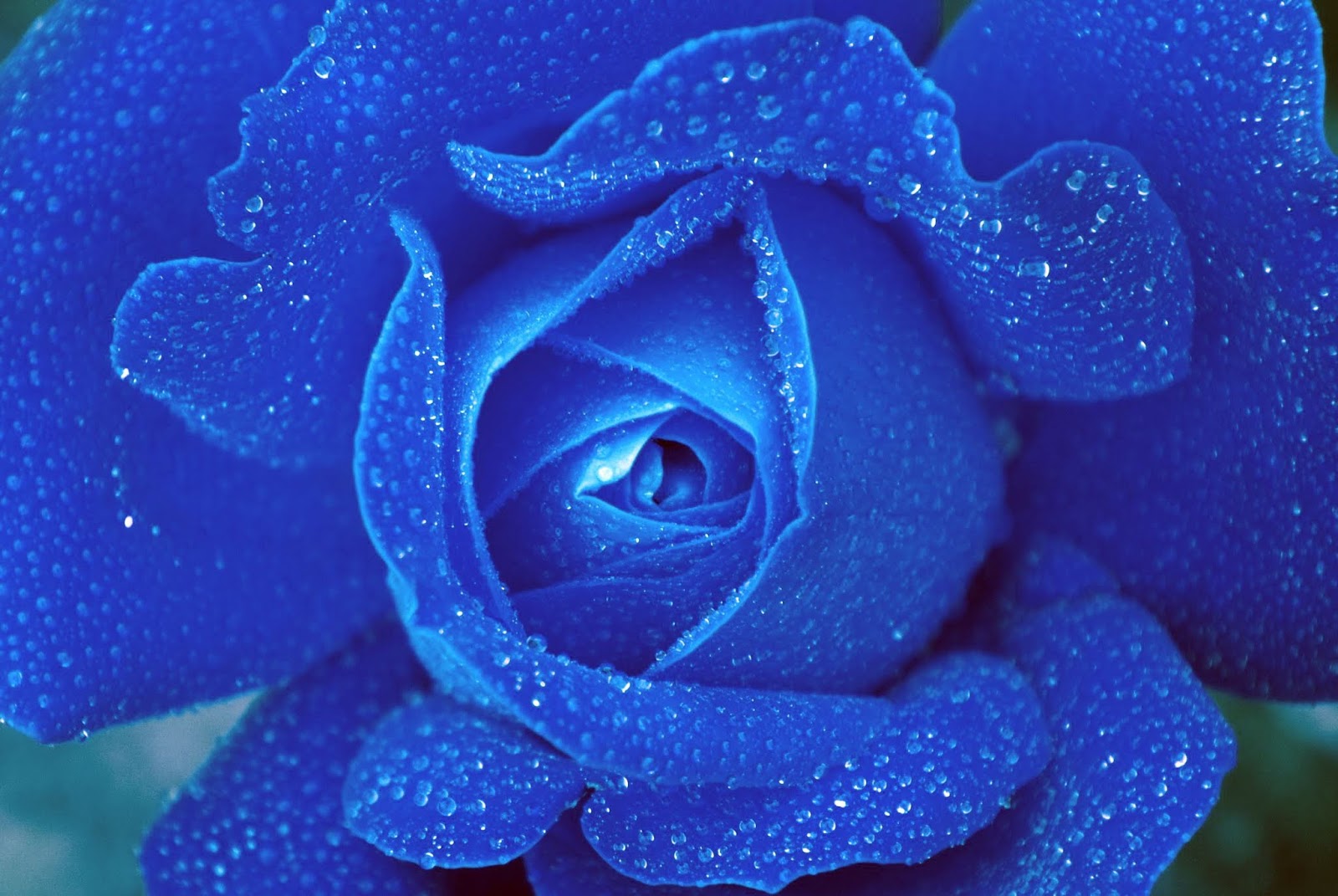 Gambar Mawar Biru Yang Cantik 10 Gambar Bunga Cantik dan Indah