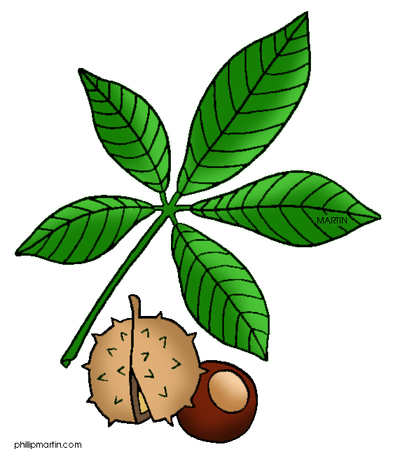 clipart of tree nuts - photo #12