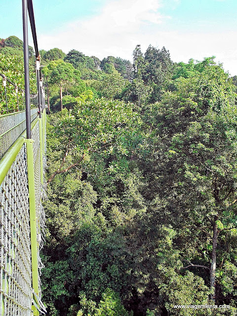 Arborismo no parque nacional MacRitchie Treetop