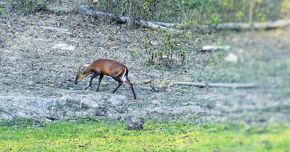 Wildlife And Wildlife Photography - Barking Deer, Kabini Dec