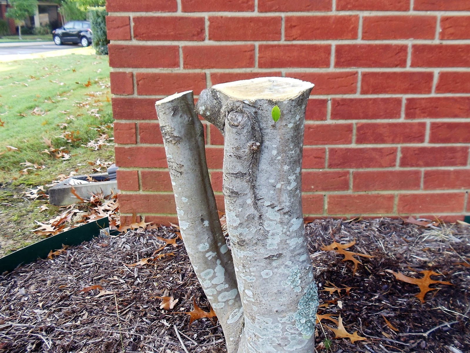 The Smith's Bennie and Patsy Always Changing With the Holly Trees