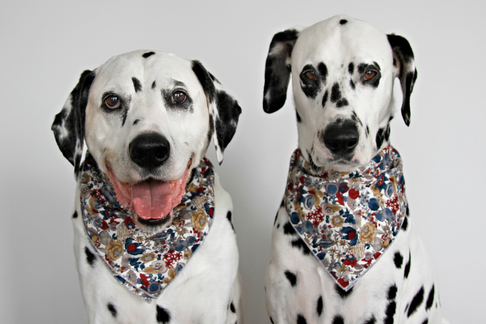 Dalmatian DIY DIY Dog Bandanas with Serged Edges