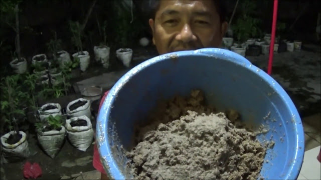 Cara Mudah Membuat Kompos dari Sampah Rumah Tangga Daun  