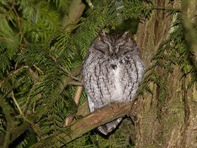 Photo of Western Screech-Owl roosting in a cedar tree Photo of Western Screech-Owl roosting in a cedar tree