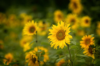 Naturfotografie Lippeaue Ahsewiesen Sonnenblumen
