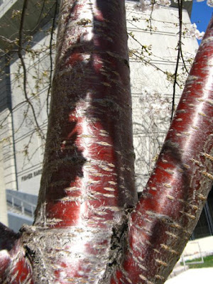 Ornamental Japanese flowering cherry Prunus serrulata tree bark by garden muses: a Toronto gardening blog