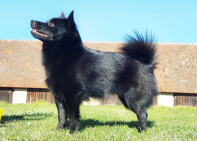 blue schipperke