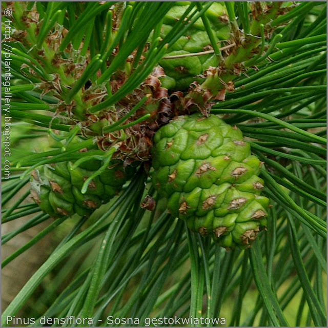 Pinus densiflora cones - Sosna gęstokwiatowa szyszka
