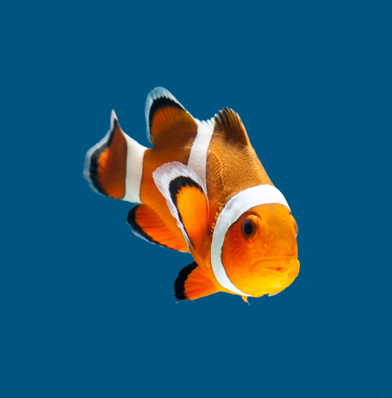 How to Maintain Clown fish in a saltwater aquarium