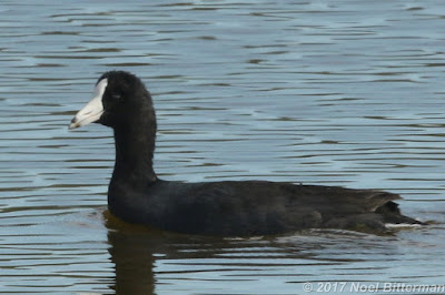 Caribbean Coot