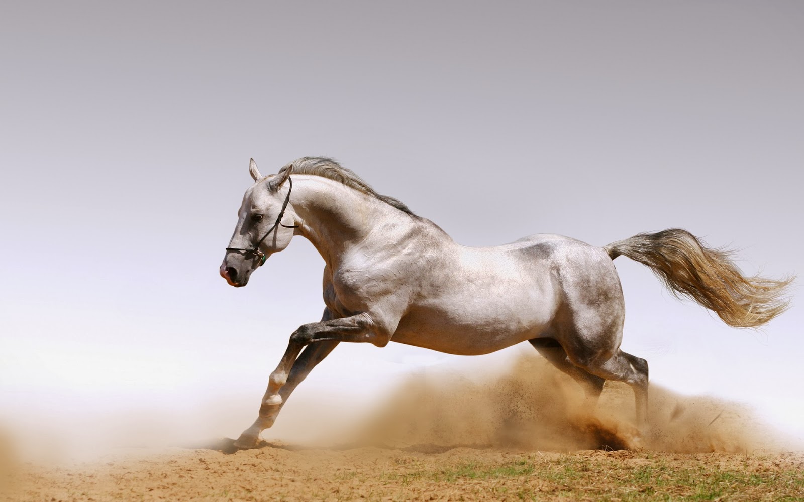 Beautiful Animal Horse Wallpapers HD Desktop Wallpapers