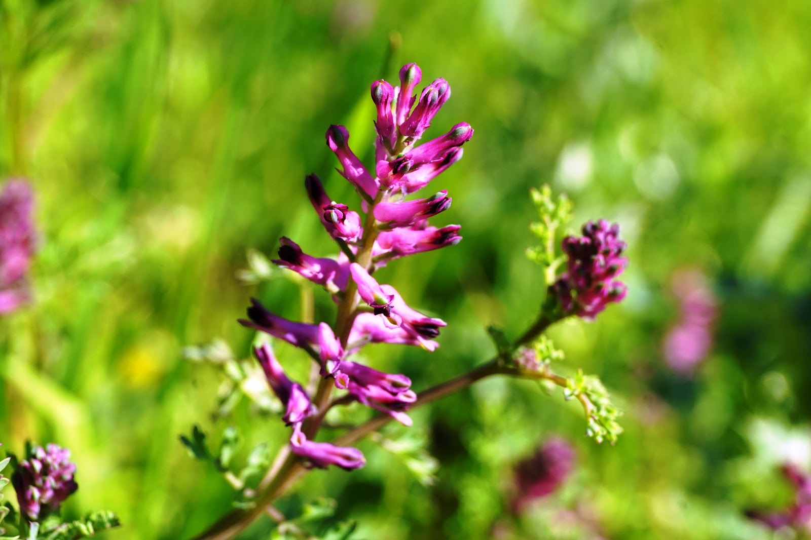 Plantas de Huerta Otea, Salamanca Fumaria, palomilla, sangre de Cristo (Fumaria officinalis)