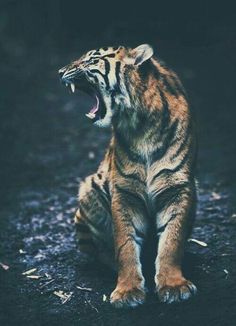 tiger images