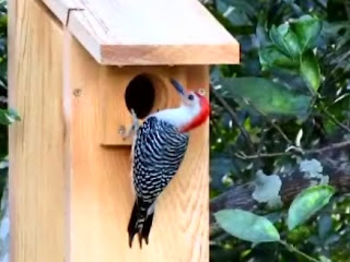 Red Bellied Woodpecker