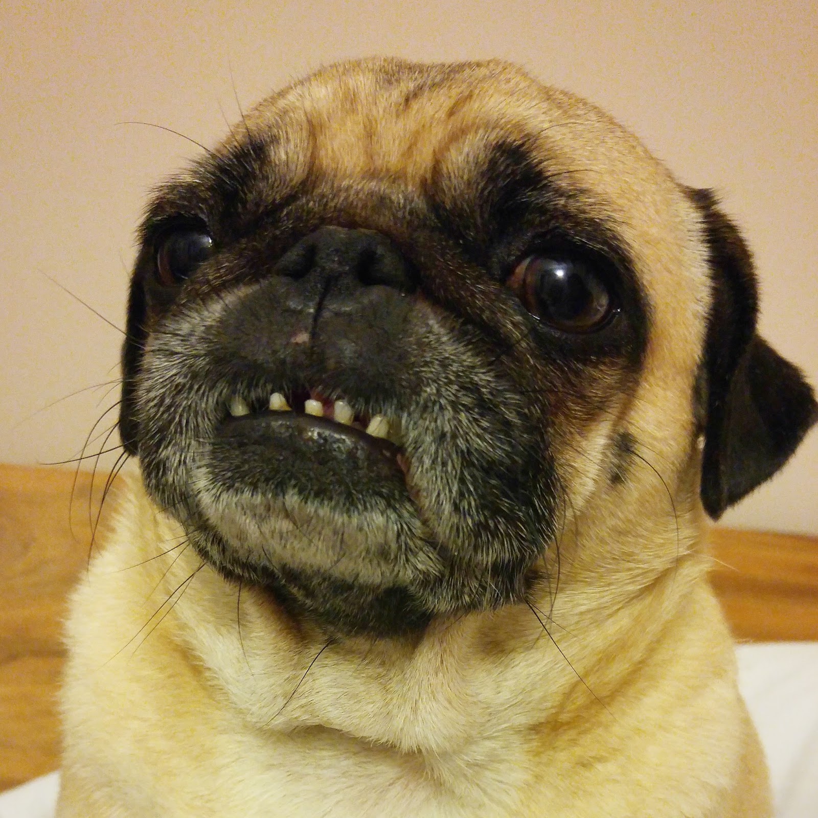 pug teeth