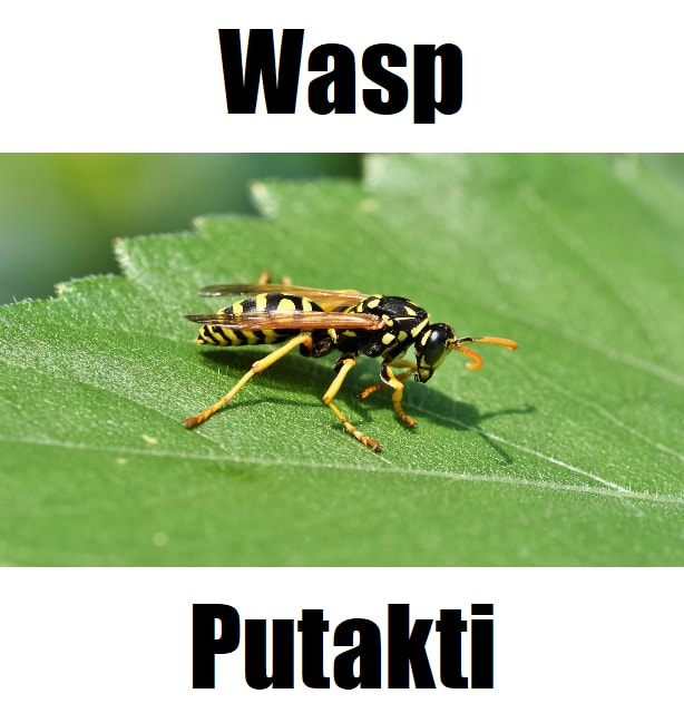 Wasp in Tagalog