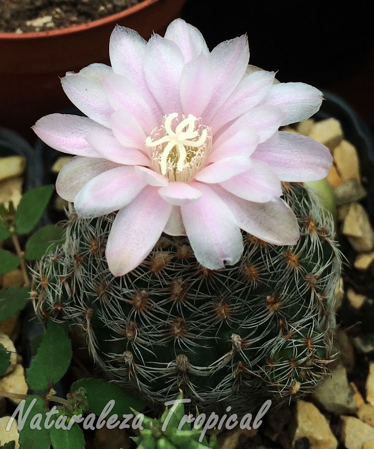 Vista del cactus Gymnocalycium bruchii en flor