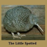 kiwi wings birds still bird voyage sv kamaya remains