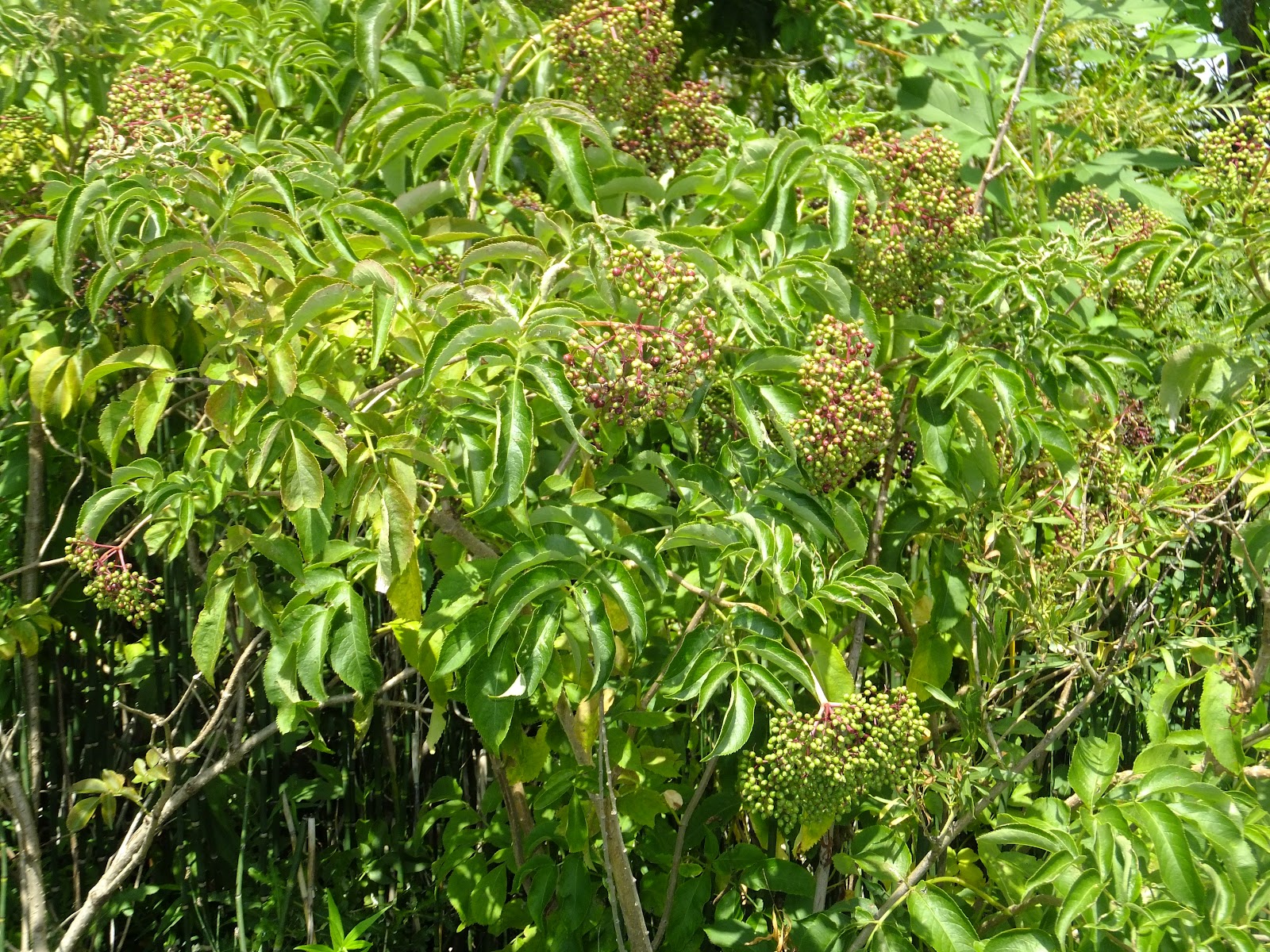 Our Simple Farm How to Can Elderberry Syrup