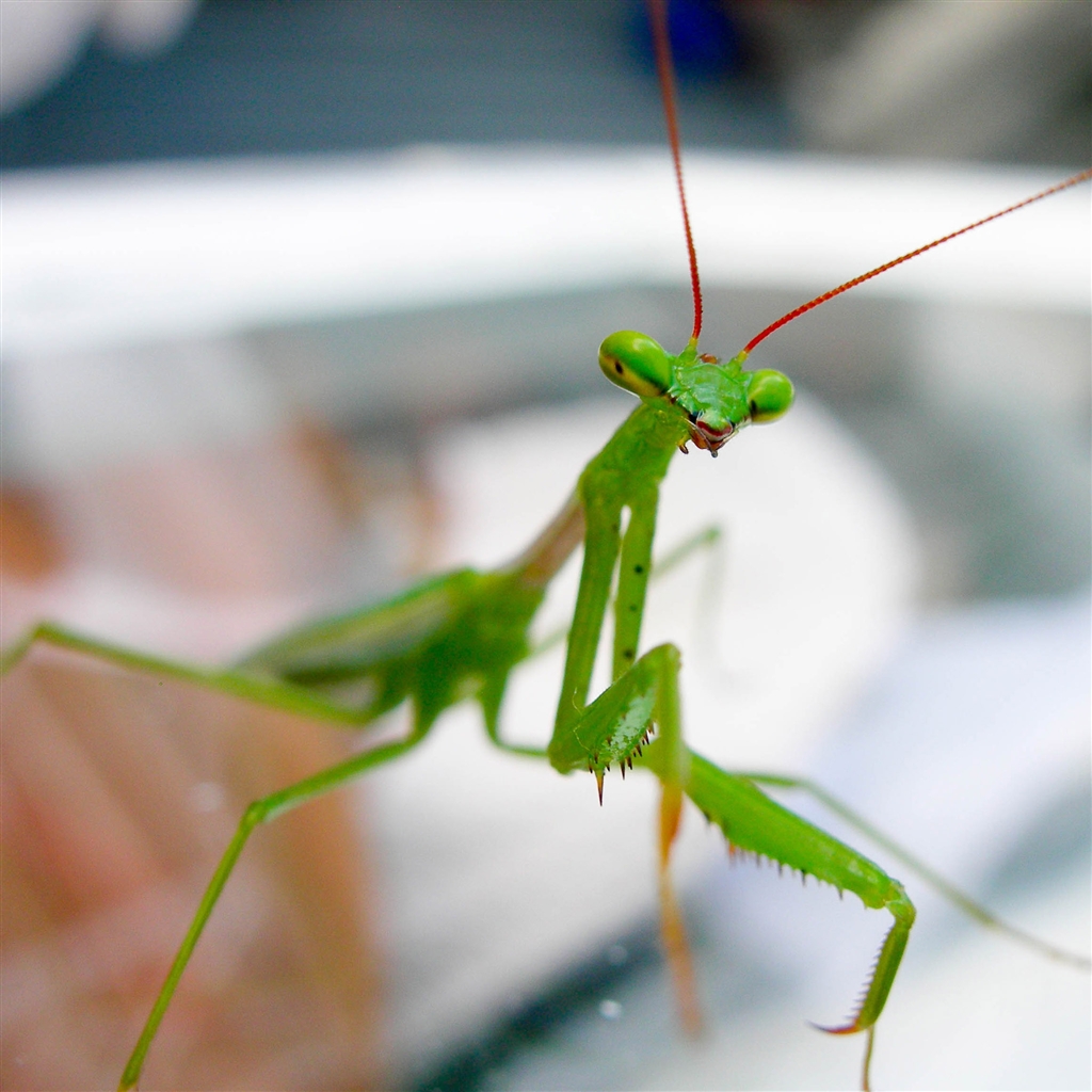 are praying mantis dangerous