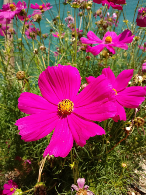 Flor de color fucsia natural en el jardín