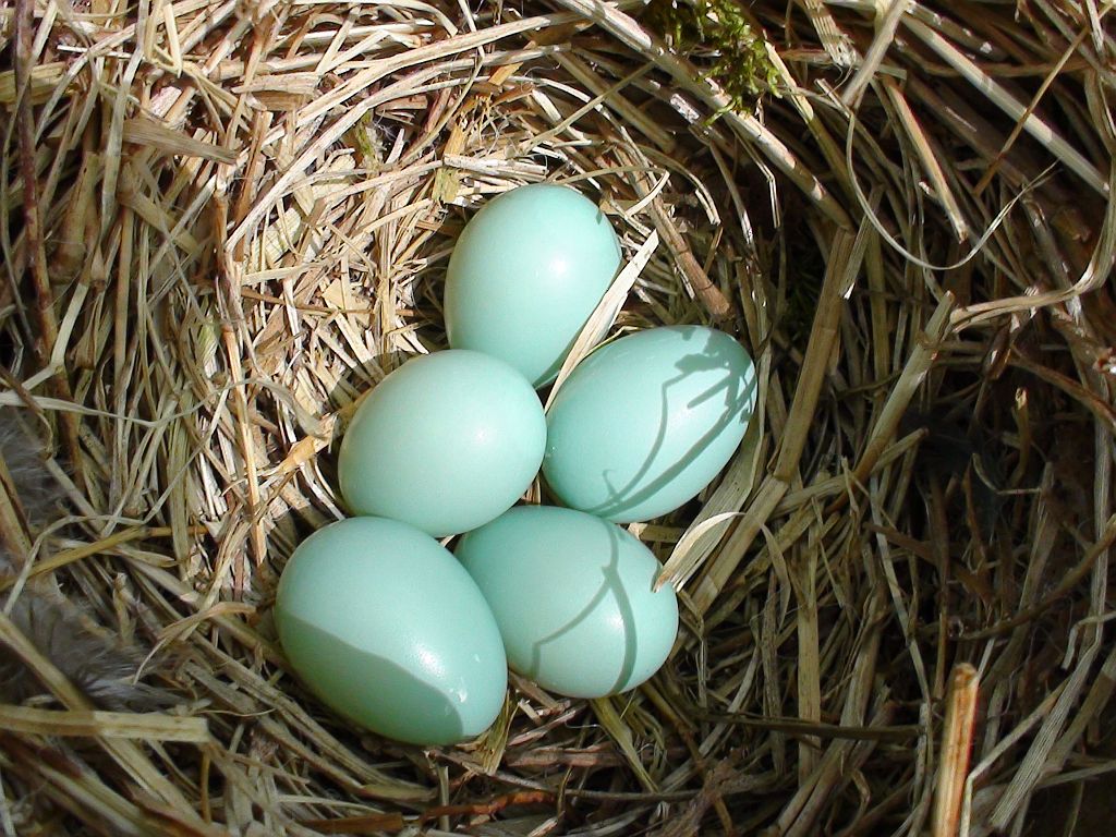 Какого цвета яйца птиц. Птица с зелеными яйцами. Птичьи яйца. Маленькие зеленые яйца. Темно зеленые яйца.