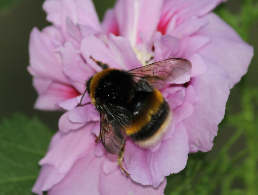 BOMBUS TERRESTRIS