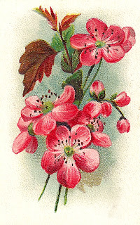 antique wildflower Blackthorn illustration wildflower flower artwork image background illustration