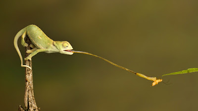 Chameleon Eating