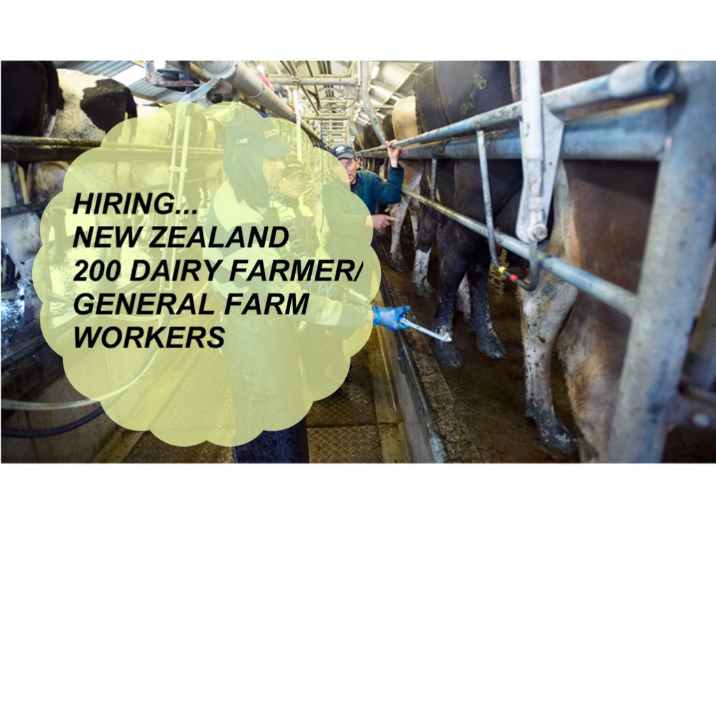 New Zealand Hiring 200 Dairy Farmer/General