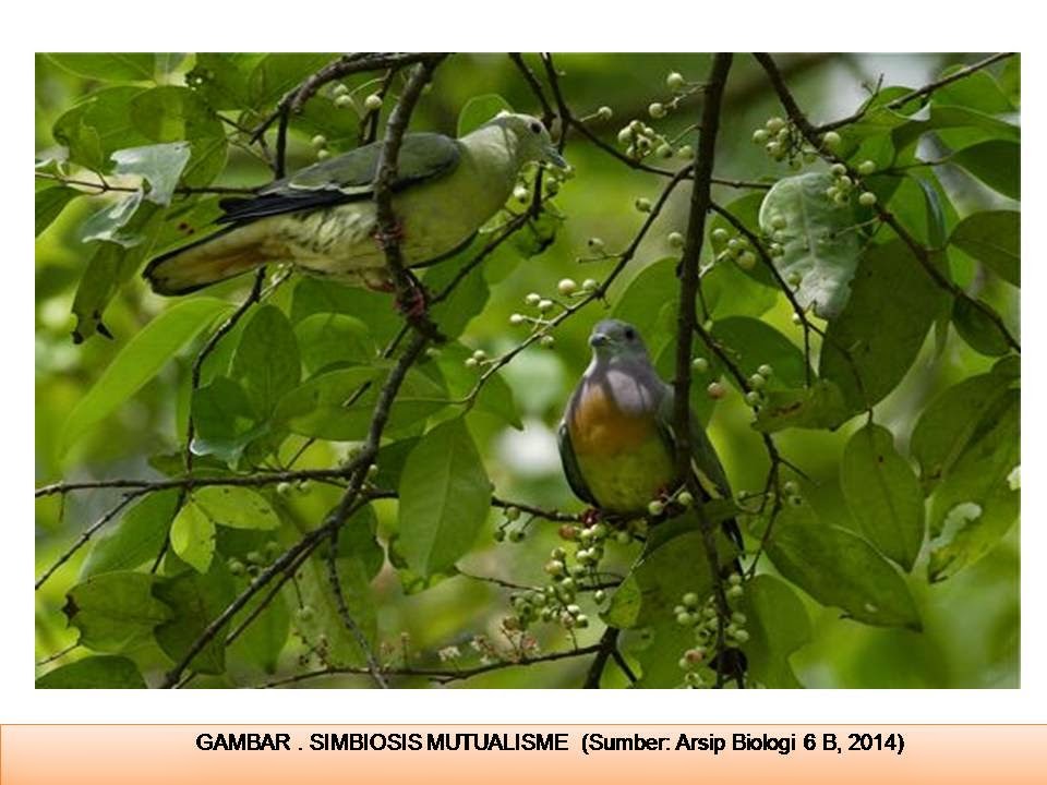 Ekologi Tumbuhan 116B Ekosistem Pegunungan Tinggi