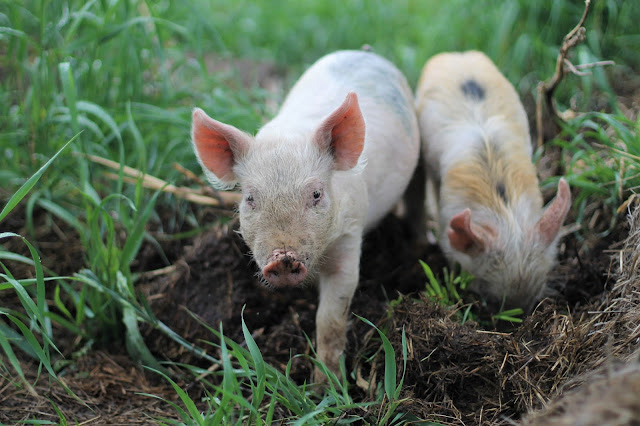 pastured pigs at Meadowfed Meats, LLC, Kendall, WI