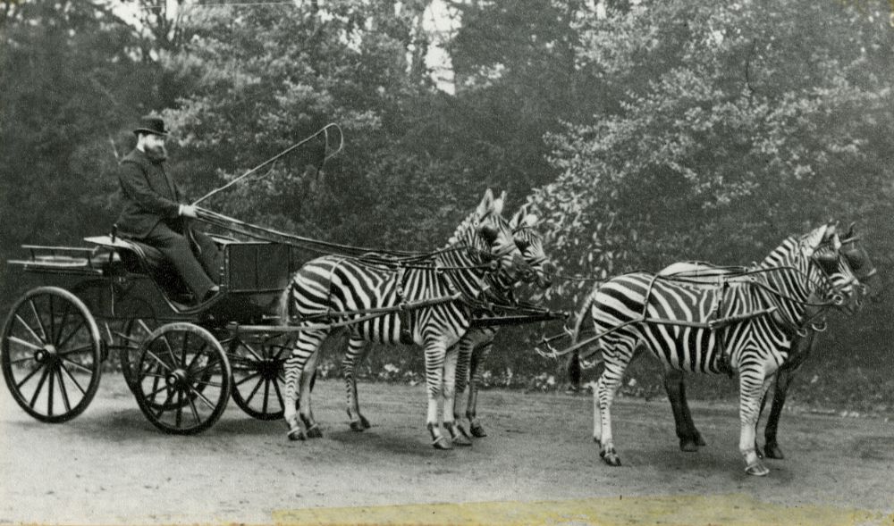 16 Vintage Photographs That Show People Riding Zebras From the Late 19th and Early 20th