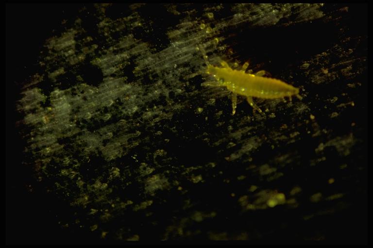 Viragrow Delivers! Protect Nectarine Fruit from Scarring