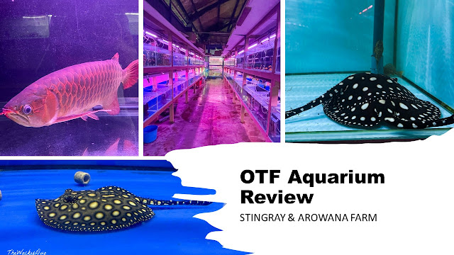 OTF Aquarium Review : Biggest Stingray Farm in Singapore?