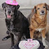 HAPPY DOG BIRTHDAY: Τούρτες για σκύλους στην Λάρισα