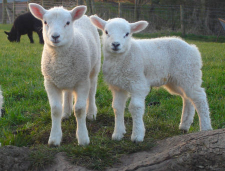 lambs_2.jpg